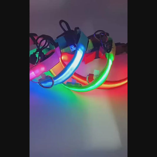 Lisen-LED-halsband hund